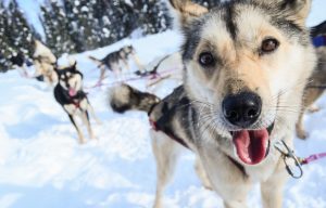 Winter Dog Sledding-11