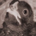 Profile picture of André