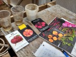 BeetSeeds