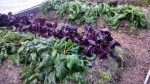 IcyBeets