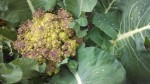 RomanescoBroccoli