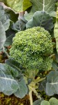 broccoli