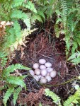 HiddenNest