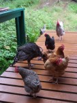 birdsondeck