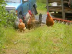 chickenstruckin