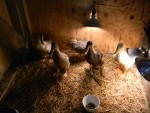 ducksNturkeybaby2