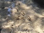 TroutBabies