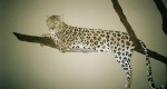 panter
