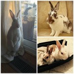 Ollie, Todd & Ricky Collage