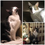 Tenny, Evie, Terry Collage