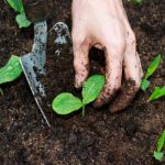 Group logo of Soil Scientist