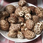 Group logo of Shiitake Mushroom Expert