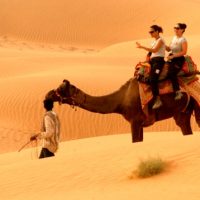 camel_safari 