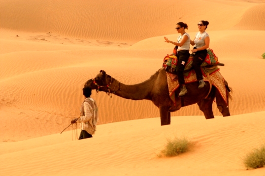 camel_safari