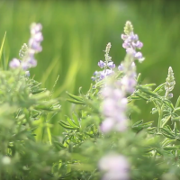 purpleflowers 