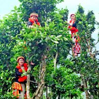 Experiencing Puer Tea Processing in RedDao Region