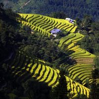 images1432401_RUONG_BAC_THANG_TA_SU_CHONG 