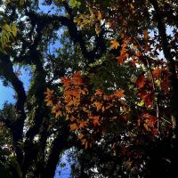 primitive-forest-chieu-lau-thi-8 